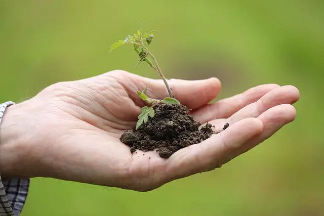 Top Gardening Tools for Beginners
