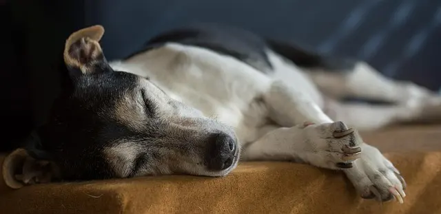 Discover the Best Dog Beds for Your Pup's Comfort